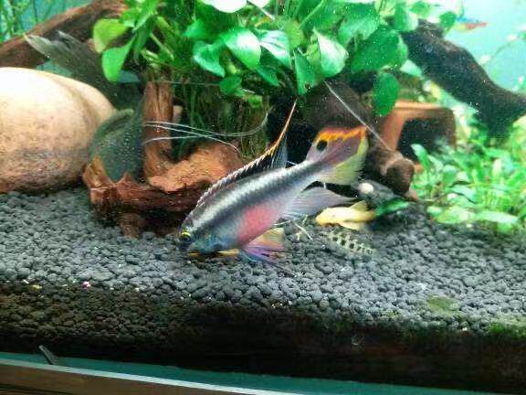 红肚凤凰南美短鲷白化红肚凤凰圣塔伦成鱼活体三湖慈鲷布隆迪苗