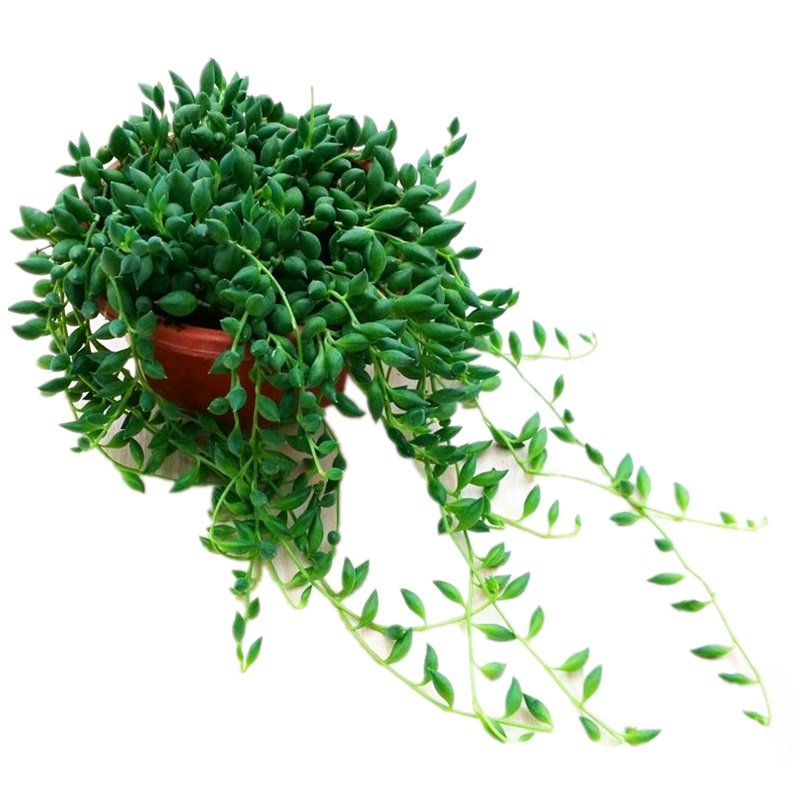 植物吊兰情人泪多佛珠盆栽室内羊角兰多新款绿植