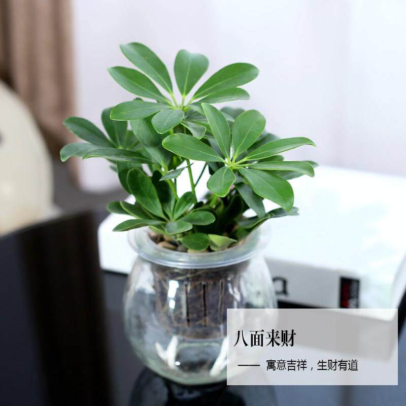 客厅植物属虎七叶莲花盆水养盆栽防辐射绿植室内绿植