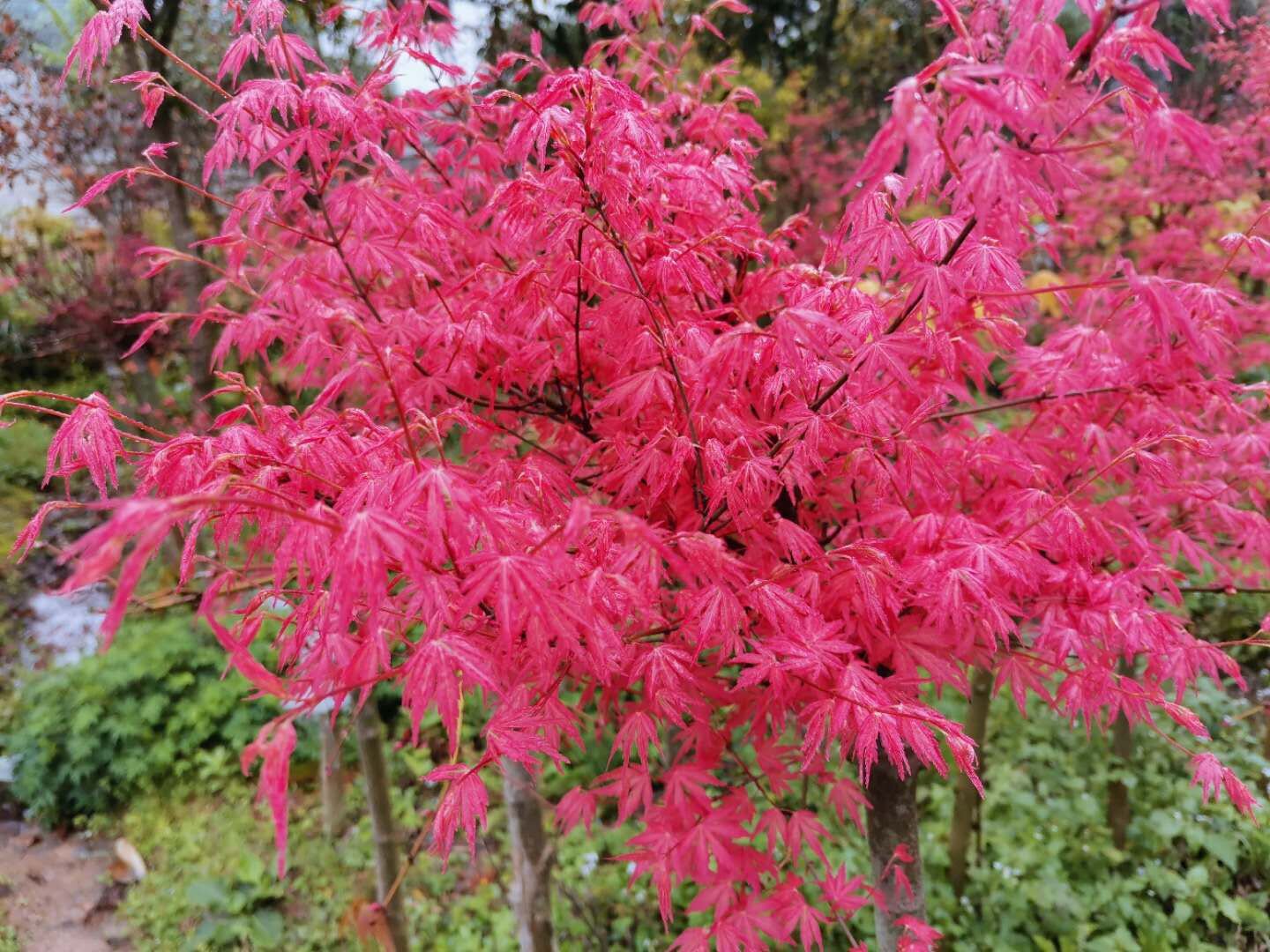 爱枫部落红枫泰勒枫树观叶花灌木庭院阳台楼顶观叶