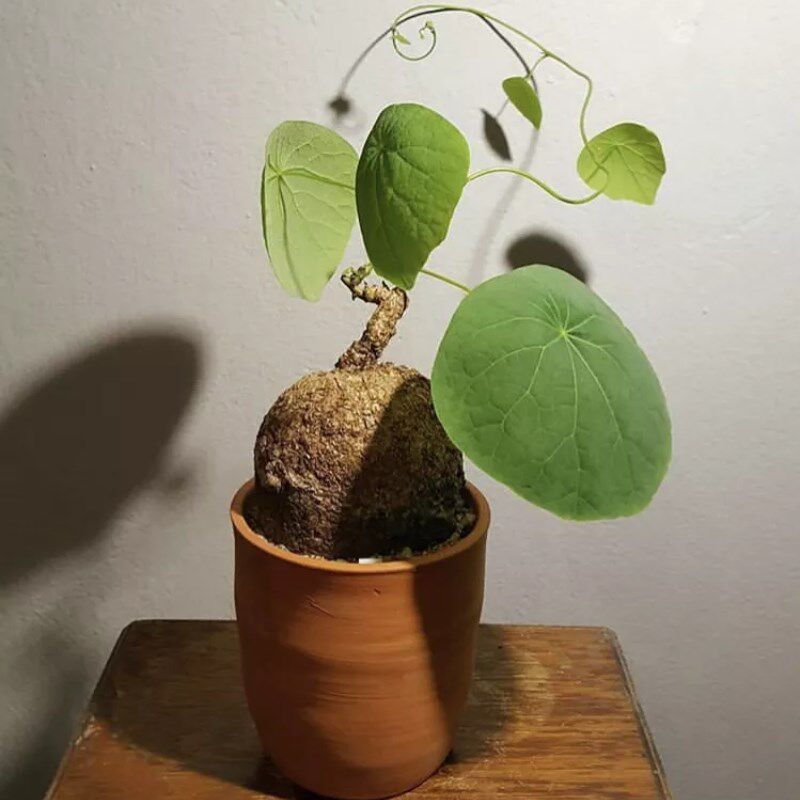 植物乌龟血藤地不容金不换苗水爬藤绿植绿植