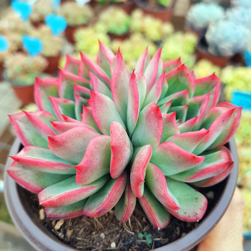 超大弗罗瑞安娜多肉一物一拍清棚多头头大冬季多肉植物