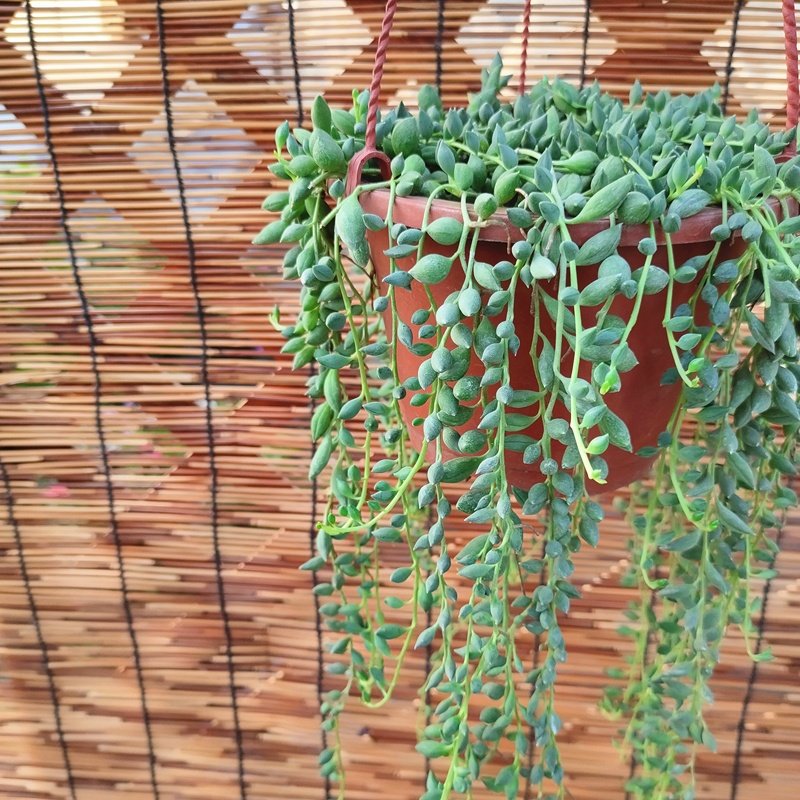 植物吊兰情人泪多佛珠盆栽室内羊角兰多新款绿植