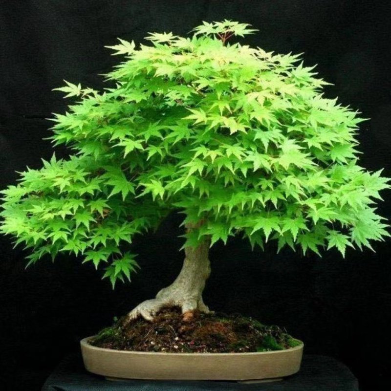 盆栽绿植红火过冬耐寒叶耐寒新款冬季观乔木红枫绿植