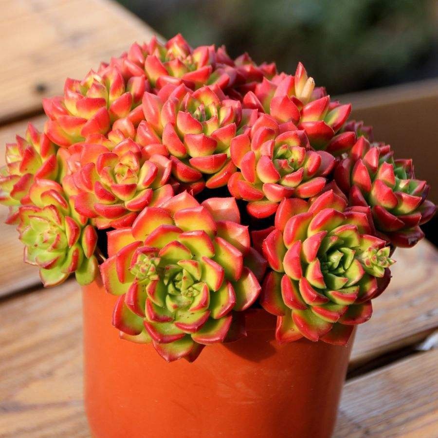 园艺艺多肉蒂亚多植物盆栽花卉云南养老绿焰桩多肉植物