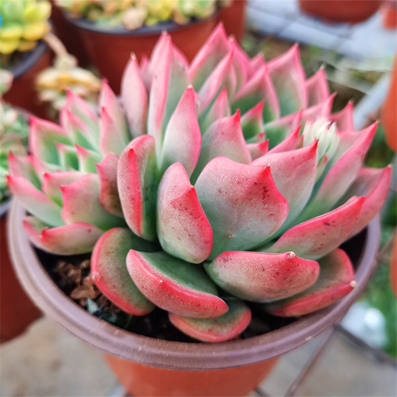 超大弗罗瑞安娜多肉一物一拍清棚多头头大冬季多肉植物