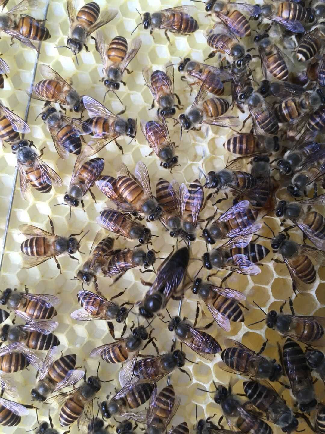 中蜂蜂王种王高产蜜蜂蜂王活体产卵王双色杂交王阿坝蜂王产子王