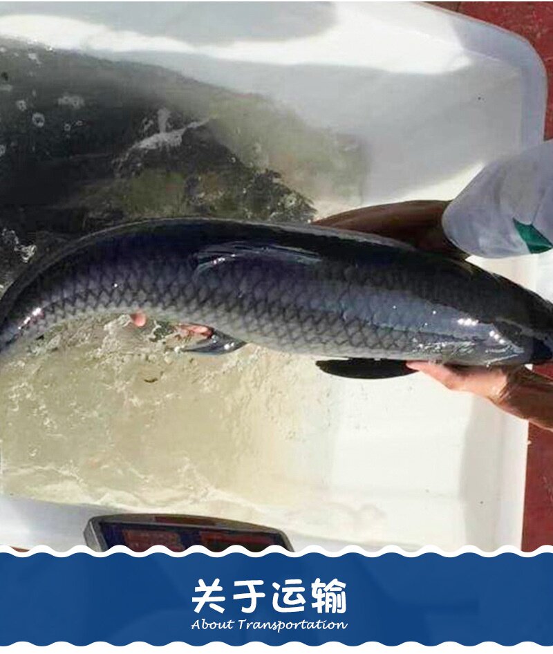 鱼苗青草乌鲩螺蛳青鱼草鱼乌青螺丝鱼