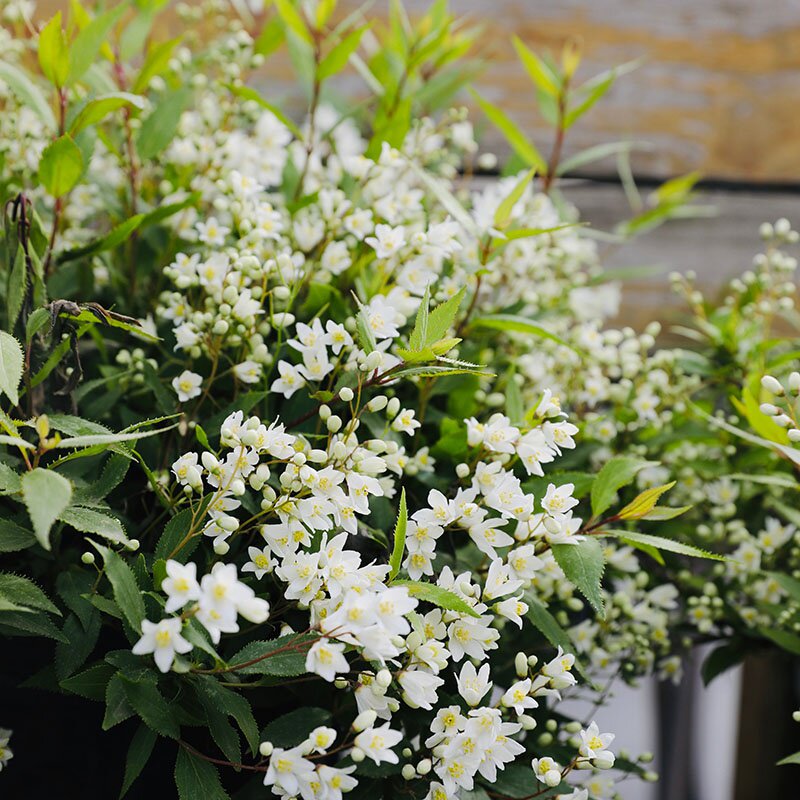 冰生溲疏花盆盆栽雪球庭院阳台多年生灌木植物花卉
