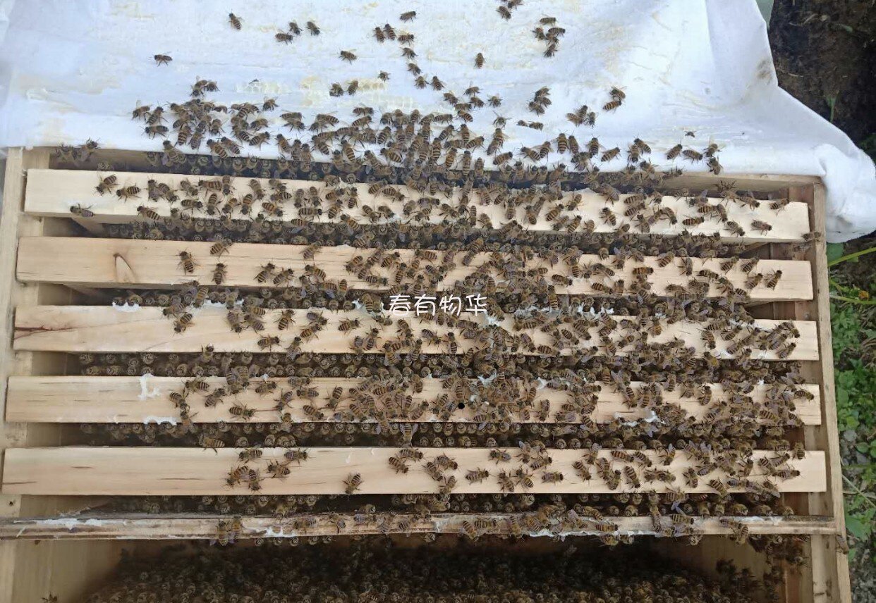 中蜂蜂王蜜蜂群蜂带种王新产子卵土蜂农授粉强群杂交阿坝王褐色活