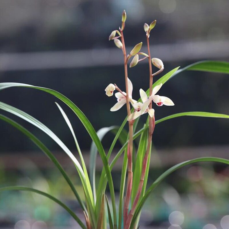 兰花仙子新品浓香阳台盆栽花卉绿植南靖兰花花苗花卉