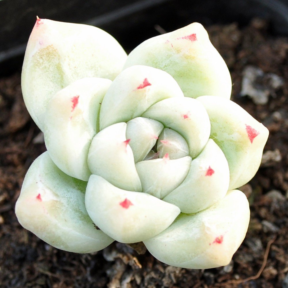 冰山多肉植物精品控养一物一拍多肉植物