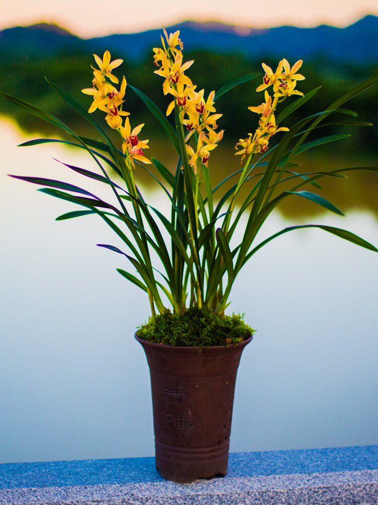 兰花盆栽植物名贵金太阳兰草花建花卉花苗花苞花卉