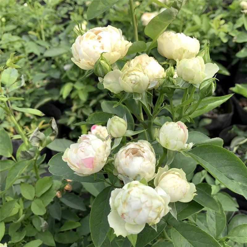 白桃草莓冻糕月季月季花花苗四季开花直立多头花卉