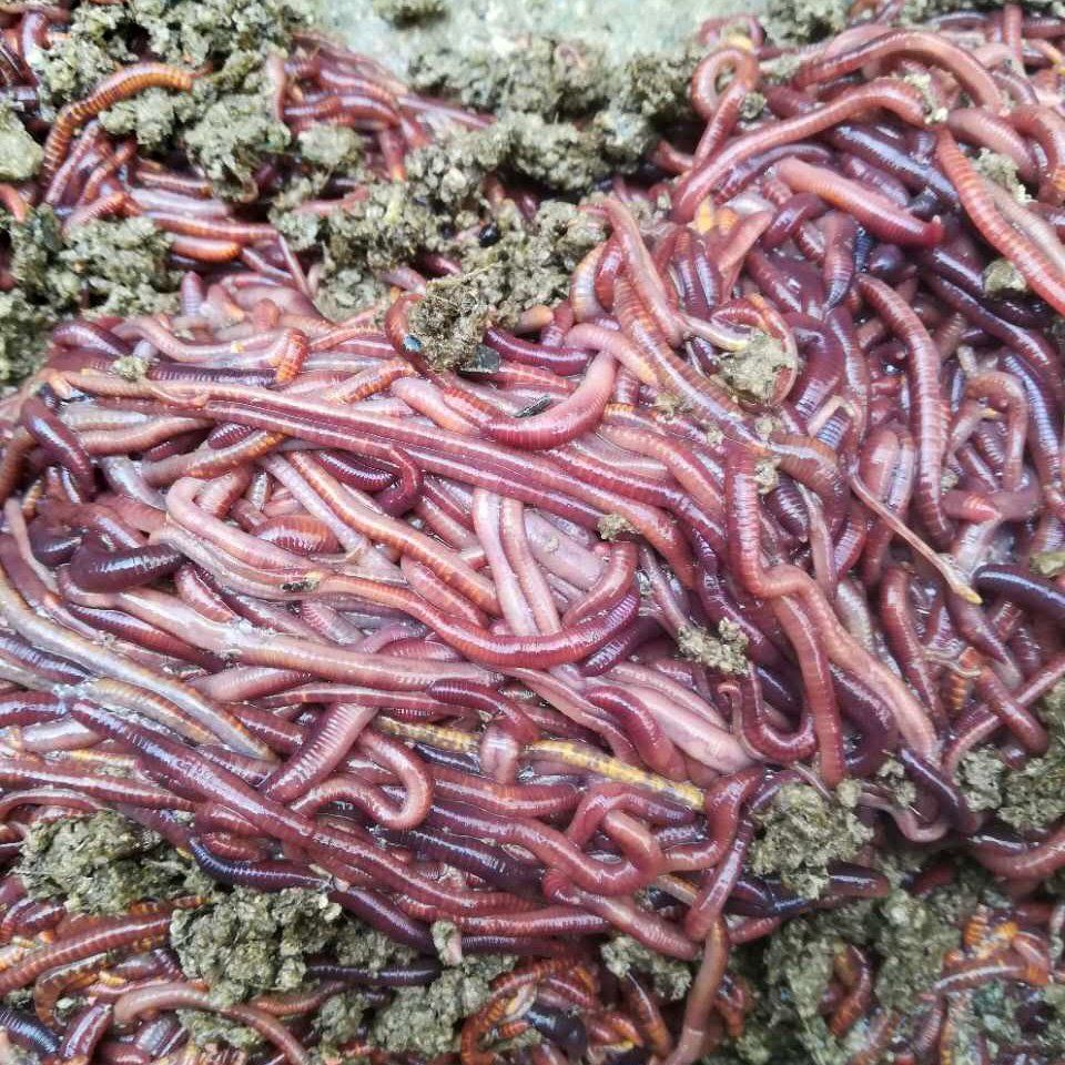 太平二号蚯蚓野钓盒装散装鱼饵松土植物乌龟鱼饵