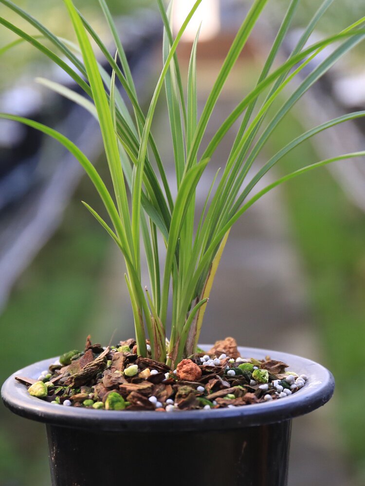 人面桃花细叶老种高档莲瓣兰赤壳素红花素心心铭花卉