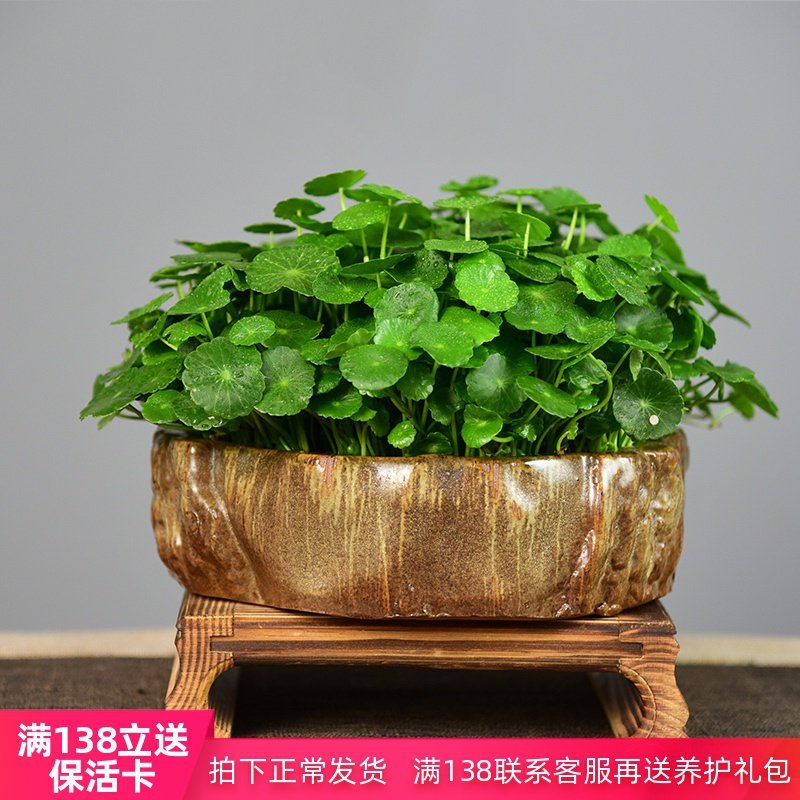 办公室内带盆景物水草养叶培植铜钱水绿常青客厅x盆栽金钱草植