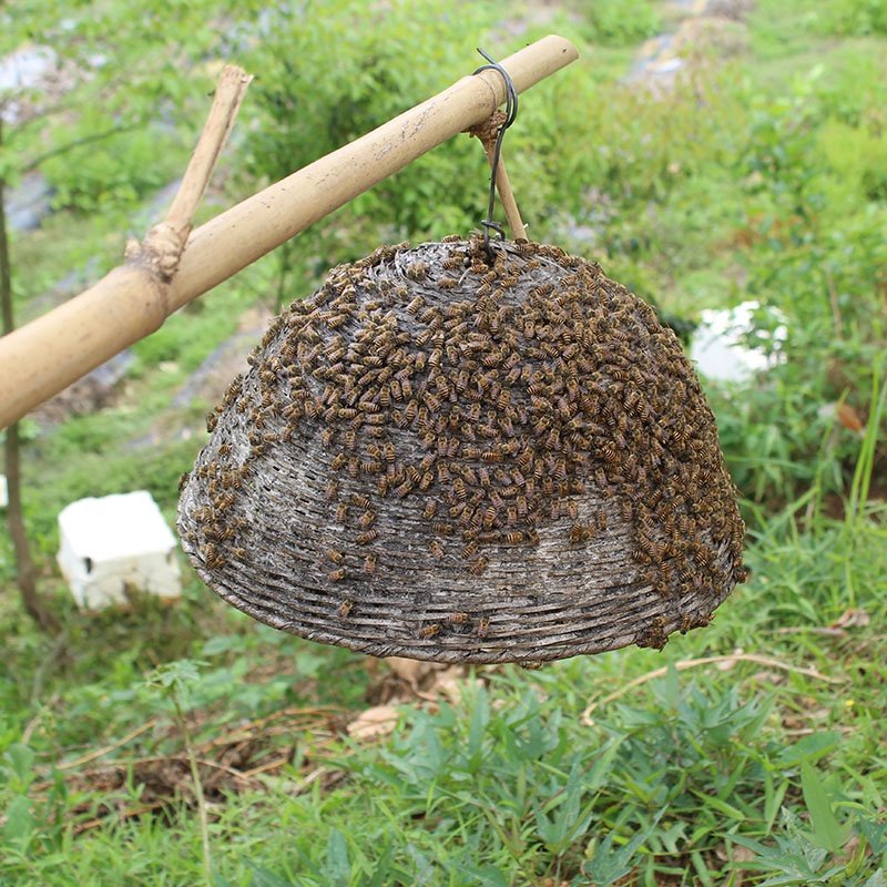 中锋多功能简易收蜂笼竹制招蜂笼土蜂诱蜂笼养蜂工具