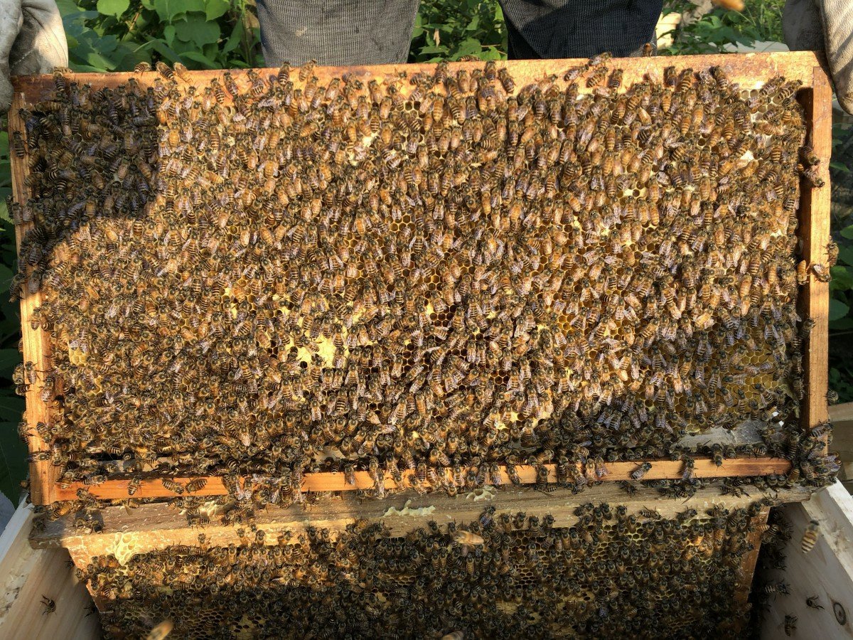 黄金中蜂双色蜂土蜂繁殖快产卵强贵州蜂王蜂群带箱带脾小黄蜂