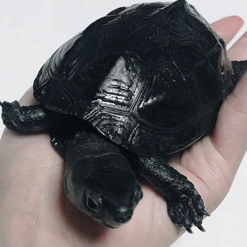 全黑墨龟纯种顶墨半黑腹草龟好小乌龟苗物体龟