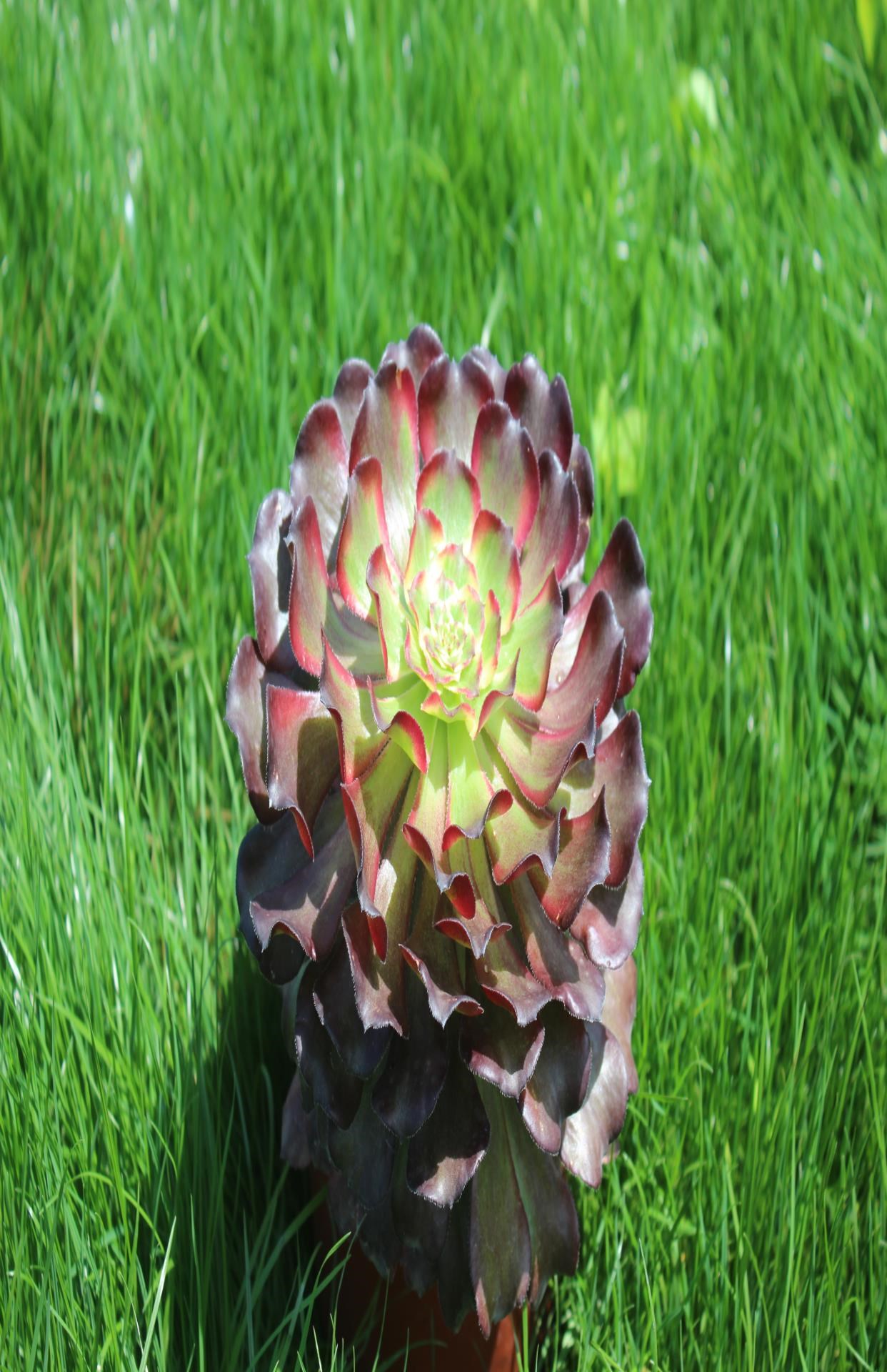 法师潘帕斯多肉植物老桩缀化美杜莎红腹轮水墨画万圣节多肉植物