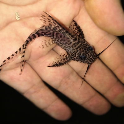 诚森反游猫鱼活体倒游鱼底层鱼清垃圾工具鱼清道夫清水藻观赏鱼7