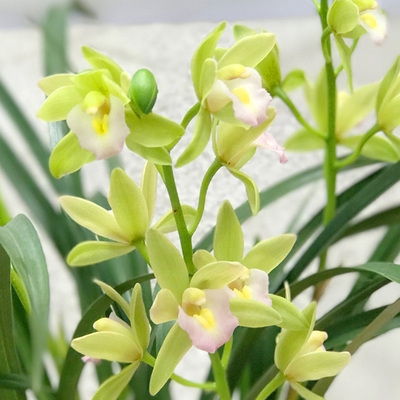 当年开花香兰花苗建兰四季白雪公主超香绿植植物花卉