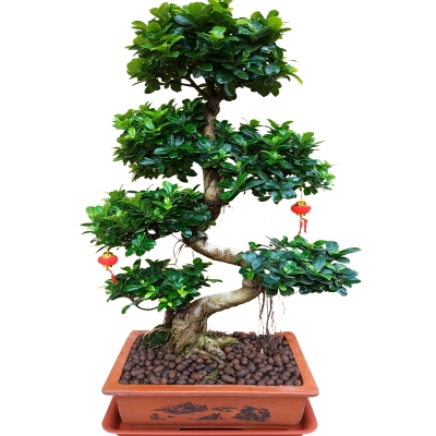 小叶榕树盆景植物气根树桩老桩造型室内客厅绿植