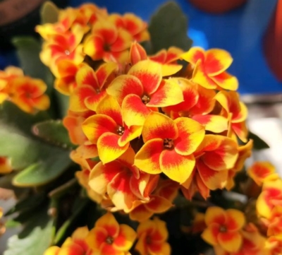 三色单瓣精品长寿花盆盆栽梦幻布拉格花苞阳台花卉