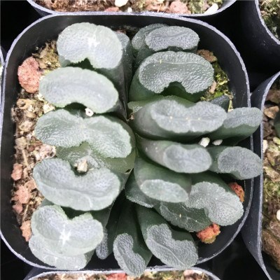 多肉遇见园艺精品十二白瓷糯窗玉扇无纹透亮多肉植物