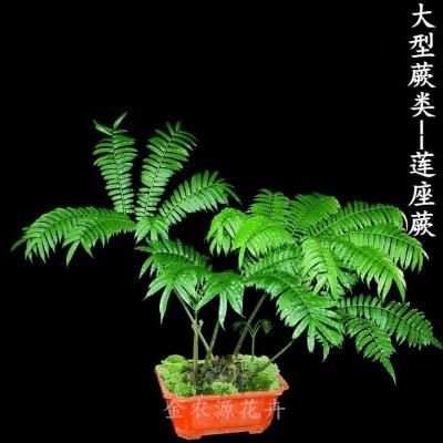 观音莲座蕨类多肉植物新款盆栽论斤卖水室内绿植