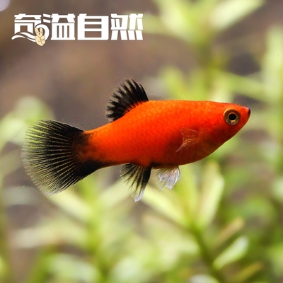 诚森百草园三色牡丹月光鱼 小型热带观赏鱼米奇鱼鱼缸黑尾月光观