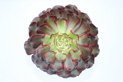 法师潘帕斯多肉植物老桩缀化美杜莎红腹轮水墨画万圣节多肉植物