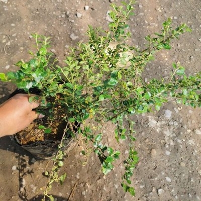 荀子盆景小叶素材珍珠微型树桩苗微室内植物绿植