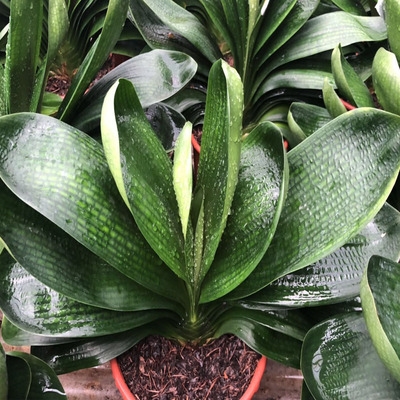 精品鞍山品大宽叶珍珠麻脸君子兰盆栽四季观花花卉