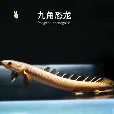 恐龙龙鱼九角宠物大型观赏鱼热带鱼森虎红眼斑恐鱼