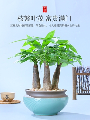 发财树盆栽植物室内客厅花卉三杆五辫观叶绿植四季好养桌面小盆景