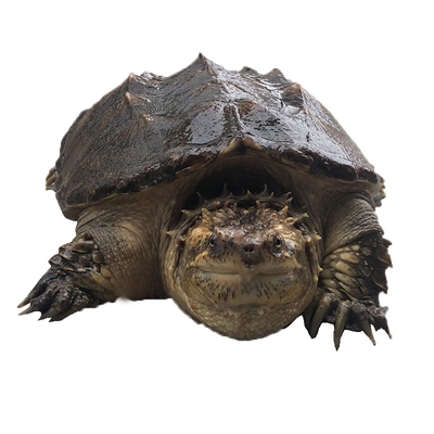 精品杂佛小鳄龟苗佛鳄爆剌北美大鳄宠物乌龟龟