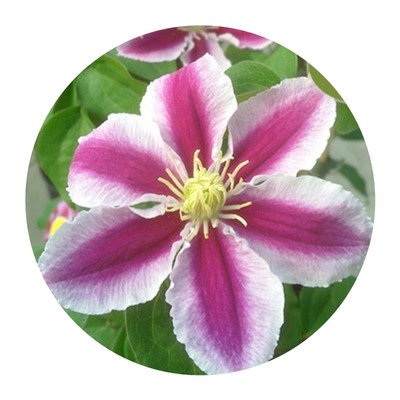 盆栽四季神秘面纱铁线莲单瓣花苗阳台露天爬藤花卉