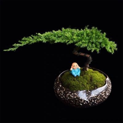 迎客松造型盆景花卉室内盆景地柏老桩树桩盆景客厅摆件四季常青松