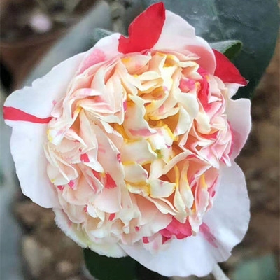 茶花20款洒金宝珠稀有国内品种盆栽花苞阳台花卉