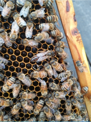 意蜂王 蜂王 蜜型高产王 中蜜一号 新开产卵王 种王