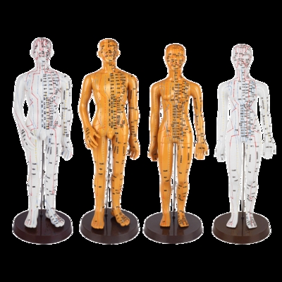 针灸穴位人体模型中医教学全身高清其他模型玩具