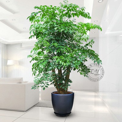 25米幸福树盆栽植物办公办公室室内花卉大树树桩大型绿植