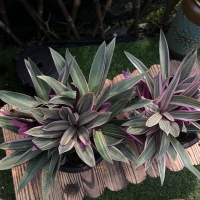 兰花盆栽荷包花苗室内外种植多年生彩叶观叶植物植物花卉