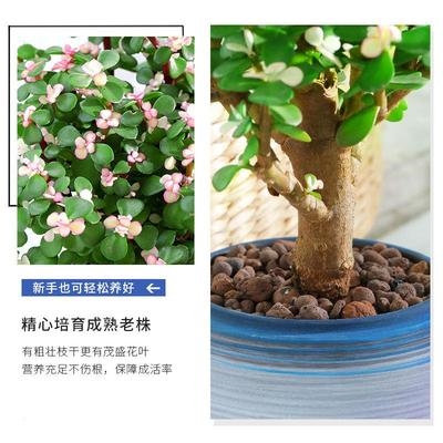 多肉玉树嫁接盆景金枝玉叶植物绿植老桩10年罕见多肉植物