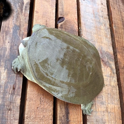 活体规格甲鱼包活老鳖团鱼王王八生态鲜活水产品龟