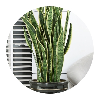 福运金边虎皮虎尾绿植盆景室内甲醛植物盆栽大型绿植