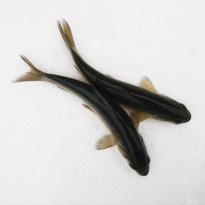 青灰养殖螺丝黒乌食用螺蛳鱼