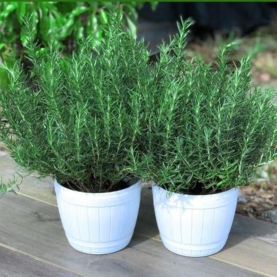 香草烘焙芳香料理办公室迷失盆景绿植迷迭香盆栽绿植